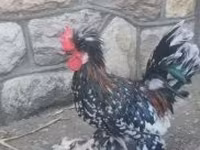 Chickens — الصورة 3