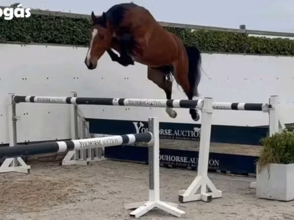 Hingst, Heste