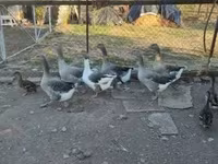 Guinea fowl — 写真 5