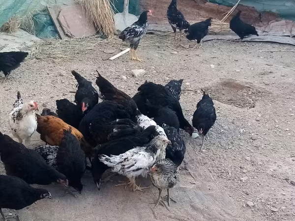 Australorp