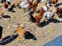 Chickens — 1. fotó