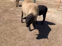 قوچ, Suffolk sheep — عکس 2
