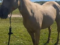 Cavalla, Quarter Horse — foto 1