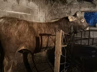 Býk, Swiss cattle — foto 3