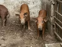 หมูป่าตัวผู้, Мангалица — รูปภาพ 2