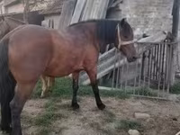 Faras dhaddig, Horses — sawirka 7
