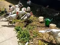 Turkeys — 2. fotó