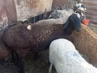 Får, Rhon sheep — foto 5