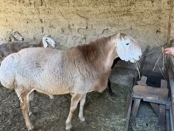 Ram, Hissar sheep — Kyrgyzstan