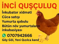 Chickens — عکس 1