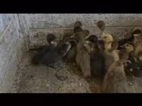 Ducks — fotografija 1