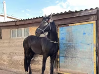 مادیان, Friesian — عکس 7