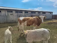 Lembu betina, Simmental cattle — foto 2