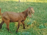 بز (گروه، جنسیت مشخص نشده), Nubian Goat — عکس 4