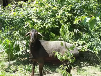 Kambing jantan, Sheep — foto 7