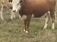 گاو ماده, Latvian Blue cattle — عکس 3