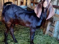 بز نر, Kamori goats — عکس 4