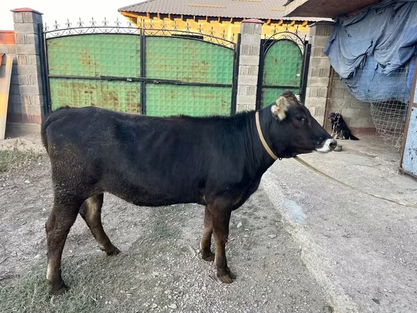Lo’, Alatau breed