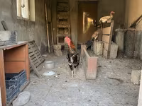 Shamo chickens — foto 5