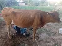 Krowa, Bydło — zdjęcie 2
