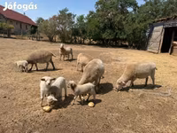 Domba betina, Sheep — foto 1