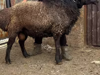 숫양, Edilbay sheep — 사진 5