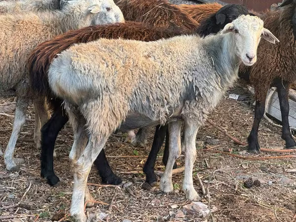 میش, گوسفند