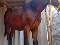 Cal, Friesian sport horse — foto 5