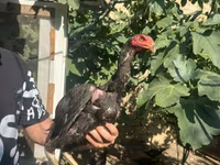 Chickens — foto 1