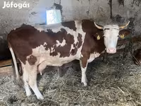 Lo’, Limousin cow — sawirka 5
