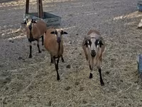 แกะตัวผู้, Cameroon sheep — รูปภาพ 3