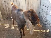 تيس, Nubian Goat — الصورة 3