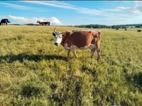 Lembu betina, Russian Black pied cattle — foto 5
