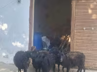 Schaap, Ouessant sheep — foto 1