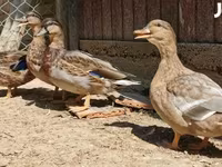 Ducks — zdjęcie 2