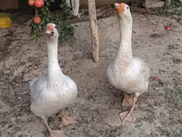 Geese — عکس 3
