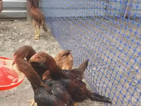 Chickens — عکس 1