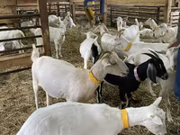 عنزة, Nubian Goat — الصورة 2