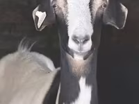 Koza, Kozy — zdjęcie 4