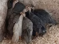 Guinea fowl — 照片 2