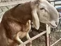 Kambing jantan, Sheep — foto 3
