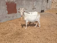 تيس, Saanen goat — الصورة 2