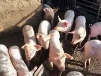 Eber, Schweine — Foto 3