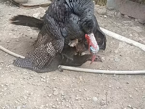 Turkeys