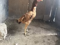 Chickens — foto 2