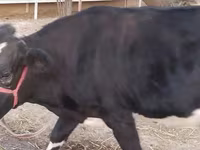 Vacă, Bovine — foto 4
