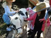 Hengst, Miniature horse — Foto 3