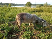 თხა, Kejobong goat — ფოტო 4