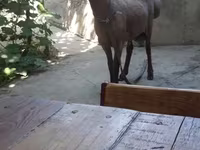 Kambing jantan, Sheep — foto 2
