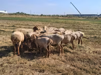Ovce, Hissar sheep — foto 3